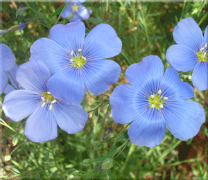 Wild Flower Seeds